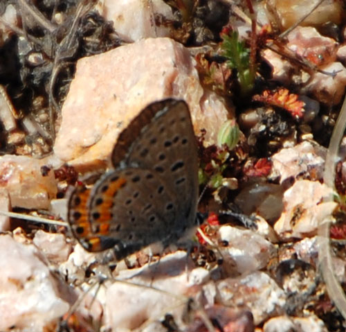 Plebejus acmon, Acmon Blue, photo © by Mike Plagens