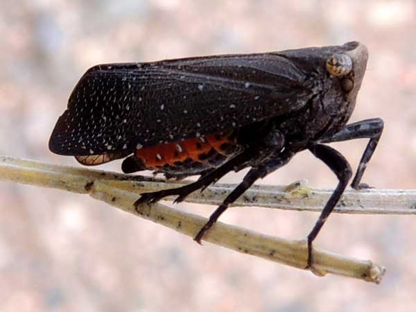 fulgorid planthopper, Poblicia fuliginosa, photo © by Mike Plagens.