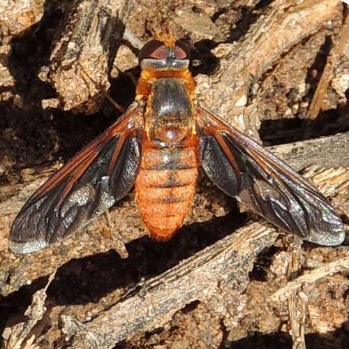 a bee fly, Poecilanthrax sp,  photo © by Mike Plagens