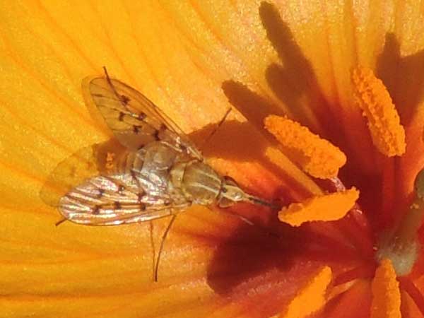 a bee fly, Poecilognathus sp.,  photo © by Mike Plagens