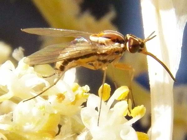 a flower loving bee fly grasshopper, Poecilognathus, photo © by Mike Plagens