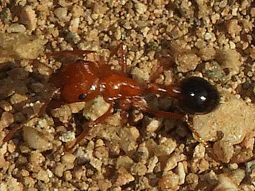 Pogonomyrmex californicus photo © by Mike Plagens