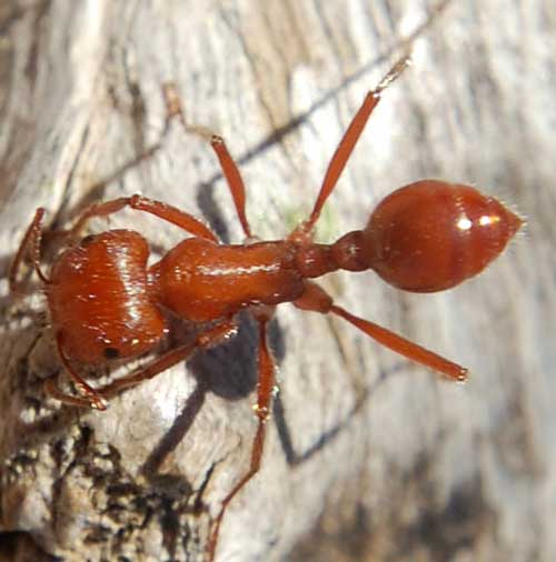 Pogonomyrmex californicus photo © by Mike Plagens