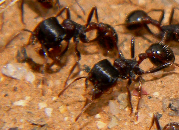 Pogonomyrmex rugosus photo © by Michael Plagens