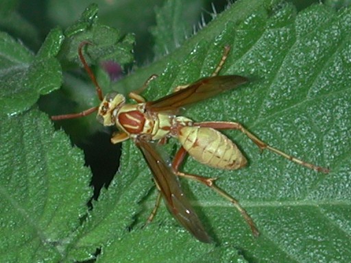 Polistes apachus photo © by Mike Plagens