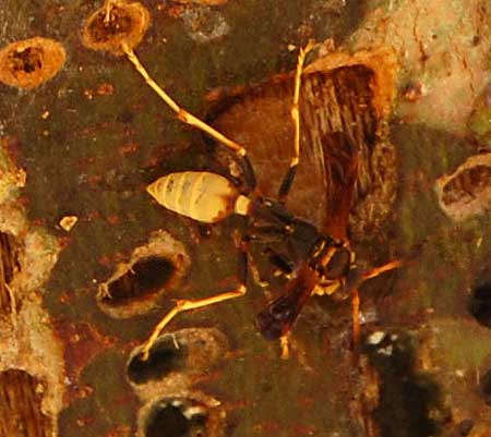 paper wasp, Polistes comanchus, photo © by Mike Plagens