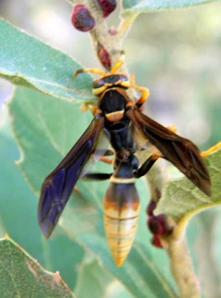 Polistes comanchus at Kermes scales photo © by Mike Plagens