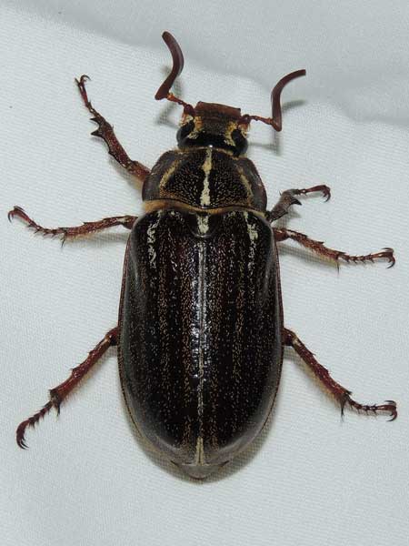 Polyphylla sp. June beetle photo © by Mike Plagens