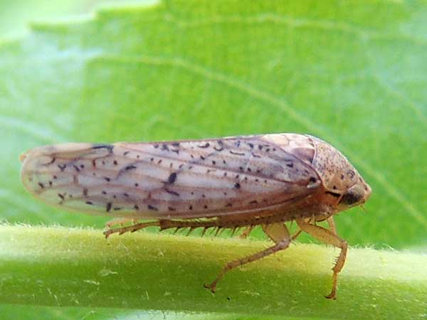 a leafhopper, Ponana punctipennis, photo © by Michael Plagens