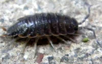 Rough Woodlouse, Porcellio, photo © by Mike Plagens