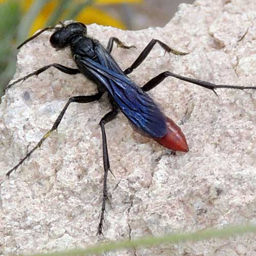 Prionyx fervens, Sphecidae wasp from the Pajarito Mountains photo © by Mike Plagens