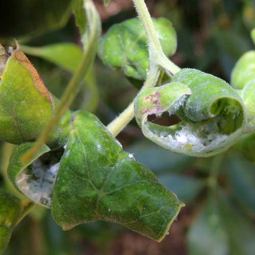 a wooly aphid colony, Prociphilus, photo © by Michael Plagens