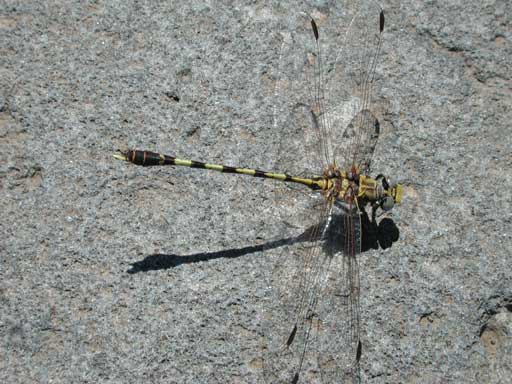 Progomphus borealis photo © by Michael Plagens