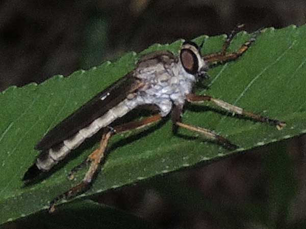 Promachus, Giant Robber Fly, photo © by Mike Plagens