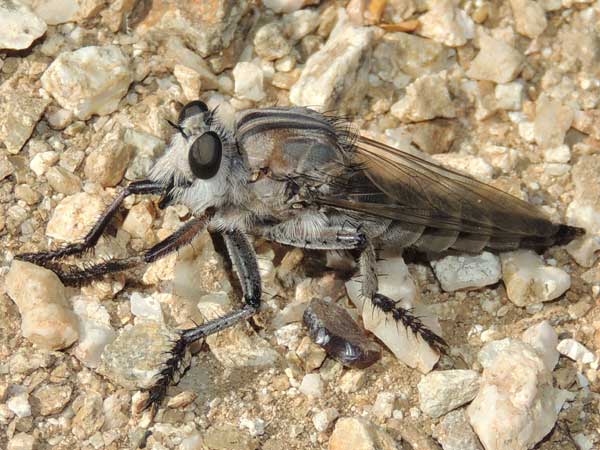 a robber fly, Promachus,  photo © by Mike Plagens