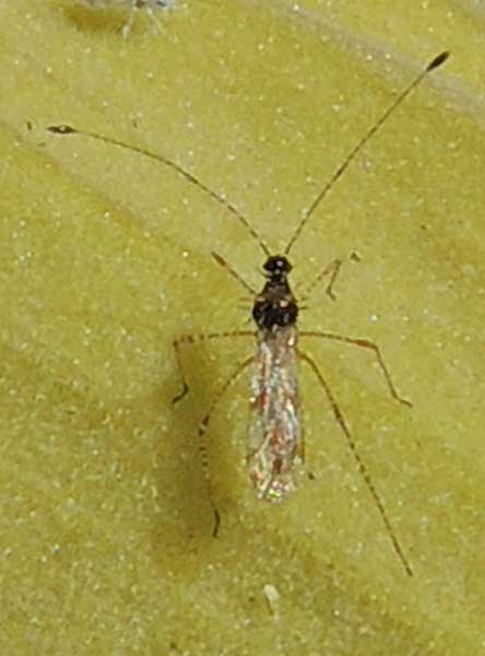 a Stilt Bug, Pronotacantha annulata, photo © by Mike Plagens