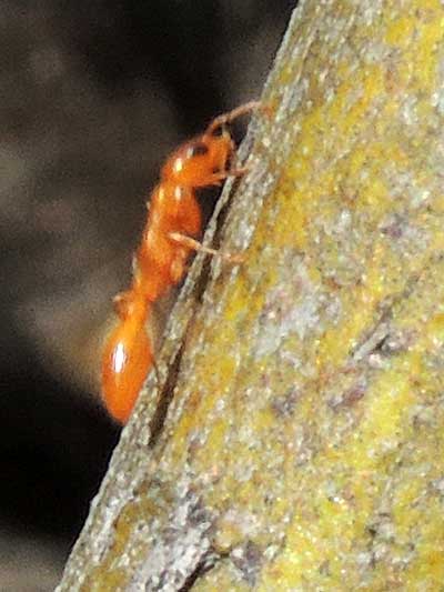 Pseudomyrmex pallida photo © by Allan Ostling