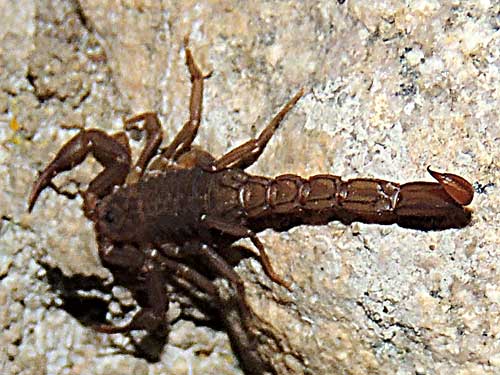a scorpion, Pseudouroctonus apacheanus, from the Sta. Rita Mountains photo © by Mike Plagens