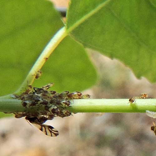 a colony of Psyllidae on cottonwood, photo © by Mike Plagens