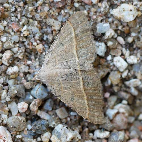 Ptichodis ovalis moth in Sonoran Desert photo © by Allan Ostling