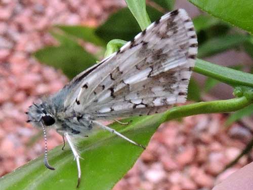 Pyrgus albescens photo © by Mike Plagens