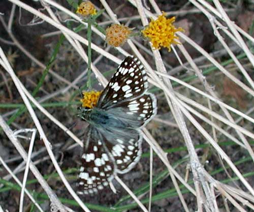 Pyrgus albescens photo © by Mike Plagens