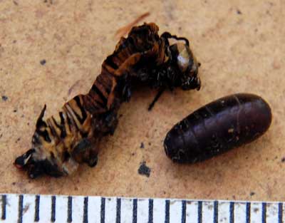 larva of Danaus gilipus and tachinid puparium. Photo © Michael Plagens