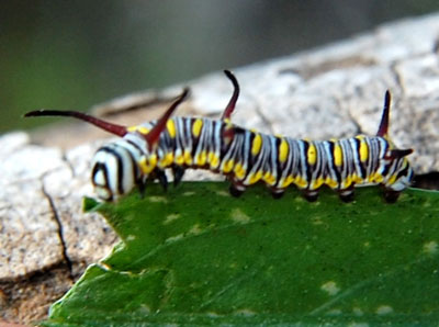 larva of Danaus gilipus feeding on milkweed vine. Photo © Michael Plagens