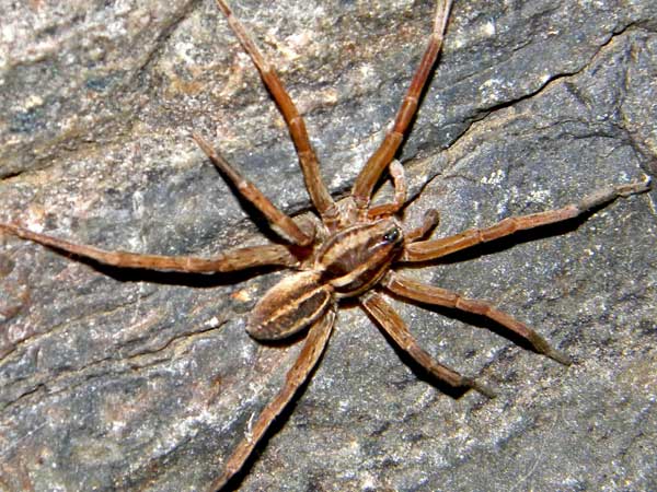 a wolf spider, Rabidosa, Lycosidae, from Arizona, photo © by Mike Plagens