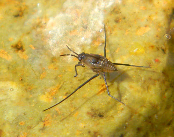 small water strider in Yavapai Co., Rhagovelia, photo © by Mike Plagens