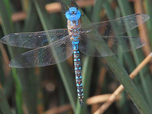 Rhionaeschna multicolor, Blue-eyed Darner dragonfly, photo © by Robert Witzeman