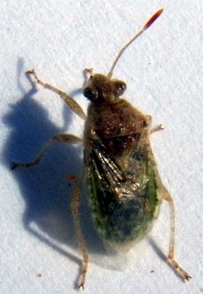 a Rhopalidae, possibly Arhyssus photo © by Mike Plagens