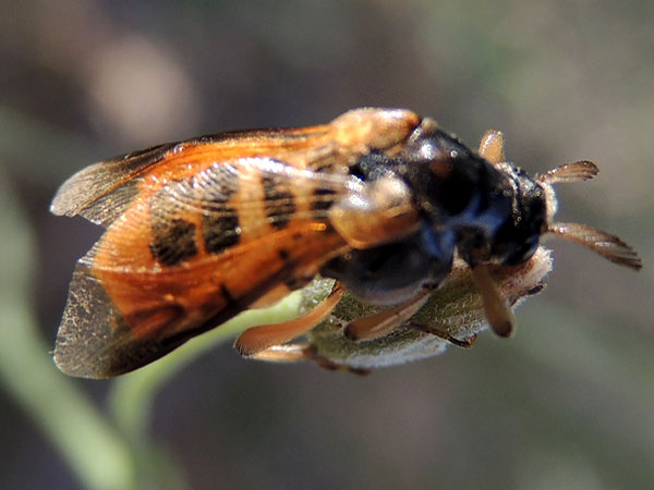 Wedge-shaped Beetle, Ripiphorus vierecki, photo © by Michael Plagens