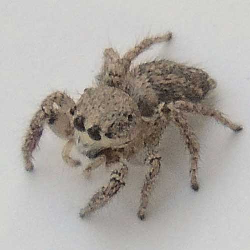 Female Habronattus spider photo © by Mike Plagens
