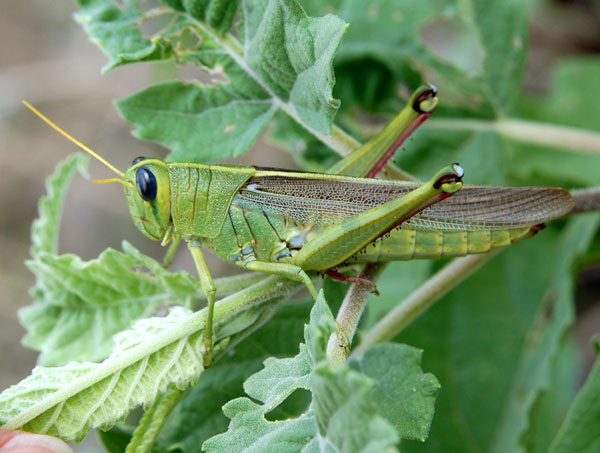 Spotted Bird Grasshopper, Schistocerca lineata, photo © by Mike Plagens