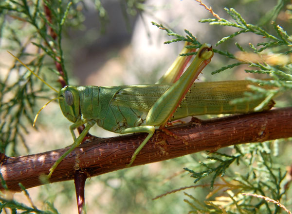 Green Bird Grasshopper, Schistocerca shoshone, photo © by Mike Plagens