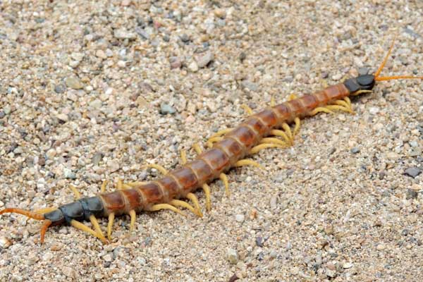a giant centipede, Scolopendra heros, photo © by Mike Plagens