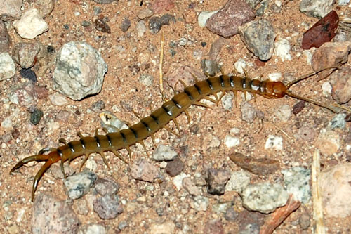 Desert Centipede, Scolopendra polymorpha, photo © by Mike Plagens