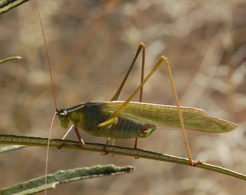 Scudderia mexicana photo © by Mike Plagens