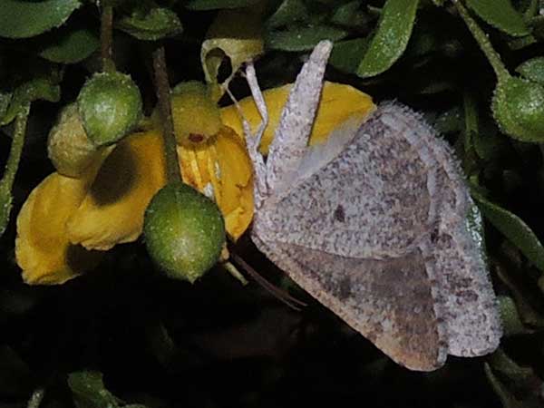 Creosote Bush Geometridae, Semiothisa, Digrammia  in Sonoran Desert photo © by Mike Plagens