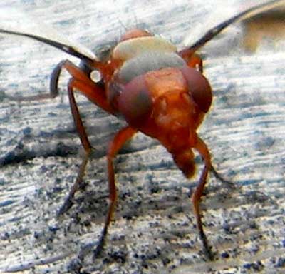 view of face, Senopterina sp.,  photo © by Mike Plagens