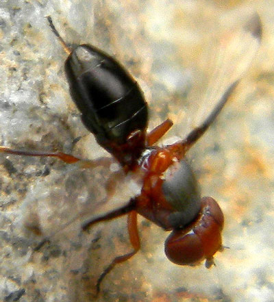 a small signal fly, Senopterina sp.,  photo © by Mike Plagens