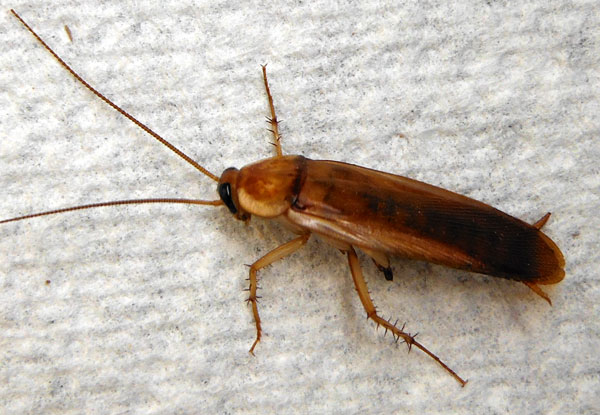 Turkestan Cockroach, Shelfordella lateralis, photo © by Mike Plagens