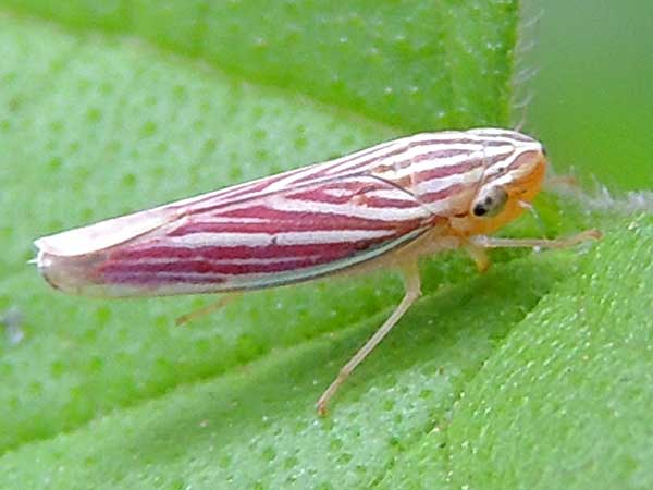 a leafhopper, Sibovia, photo © by Michael Plagens