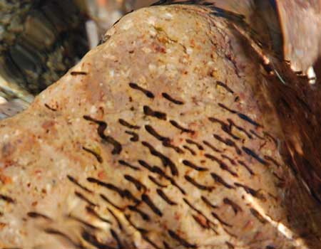 black fly larvae cling to a submerged rock in flowing water photo © by Mike Plagens