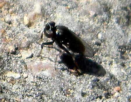 An adult black fly, Simulidae, photo © by Mike Plagens