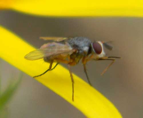 a small tachinid fly, photo © by Mike Plagens