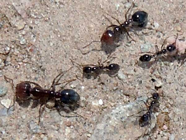 Solenopsis xyloni major and minor workers © Michael Plagens