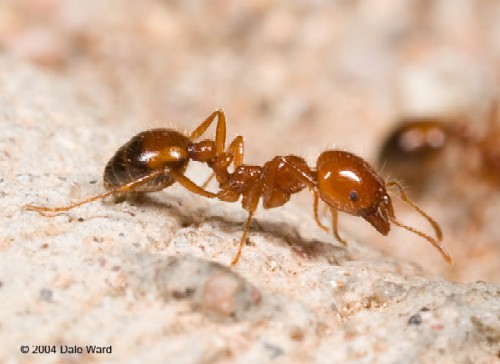Native Fire Ant, Solenopsis zyloni, photo © by Dale Ward