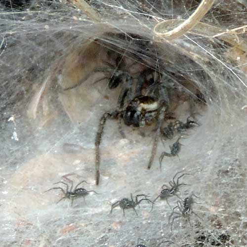 a Funnel Web Wolf Spider, Sosippus californicus, © by Mike Plagens